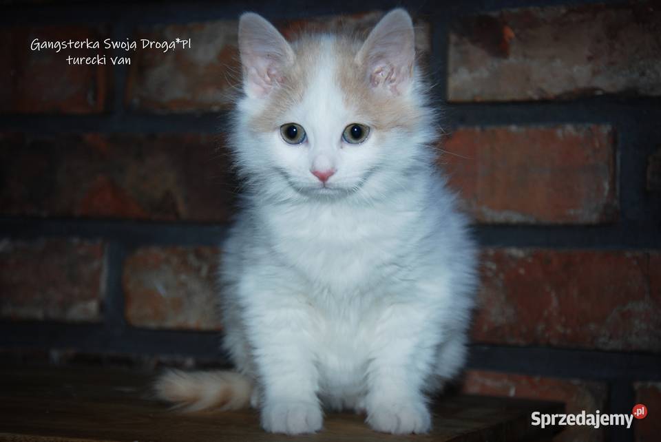 Gangsterka Swoją Drogą turecki van Zawiercie