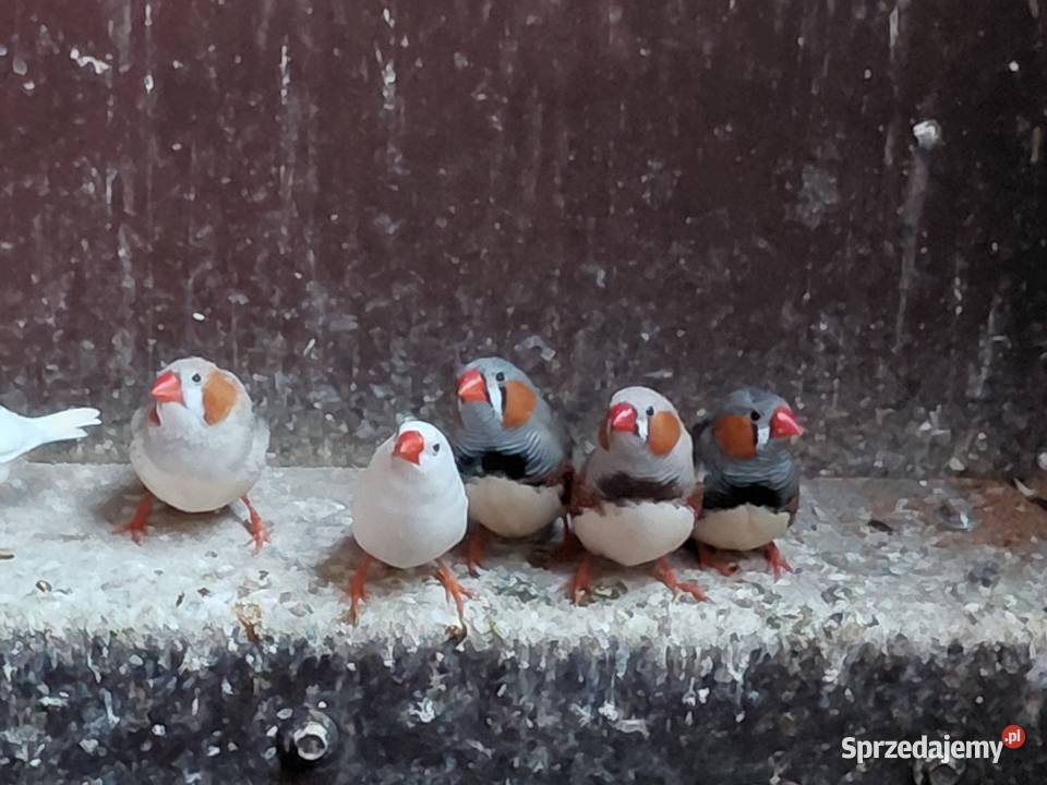Sprzedam zeberki sprzedam