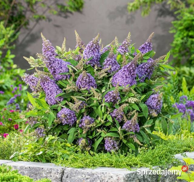 BUDLEJA BUTTERFLY CANDY LILA SWEETHEART sadzonki kujawsko-pomorskie