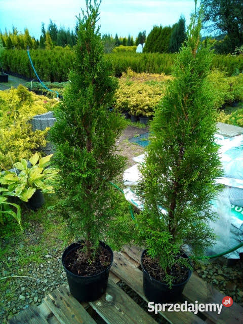 tuja szmaragd 100 120 150 160 180 200 250 mazowieckie