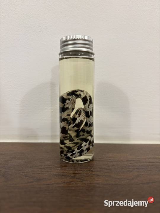 Wąż w butelce ozdoba mazowieckie Warszawa