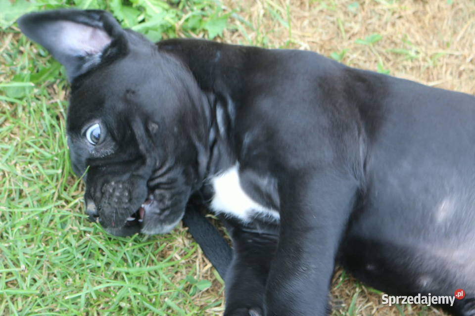 Cane corso szczeniaki ZKwPFCI Nowotaniec