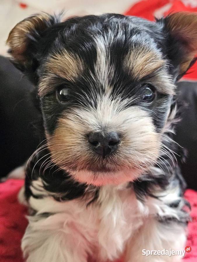 Biewer Yorkshire Terrier Somonino
