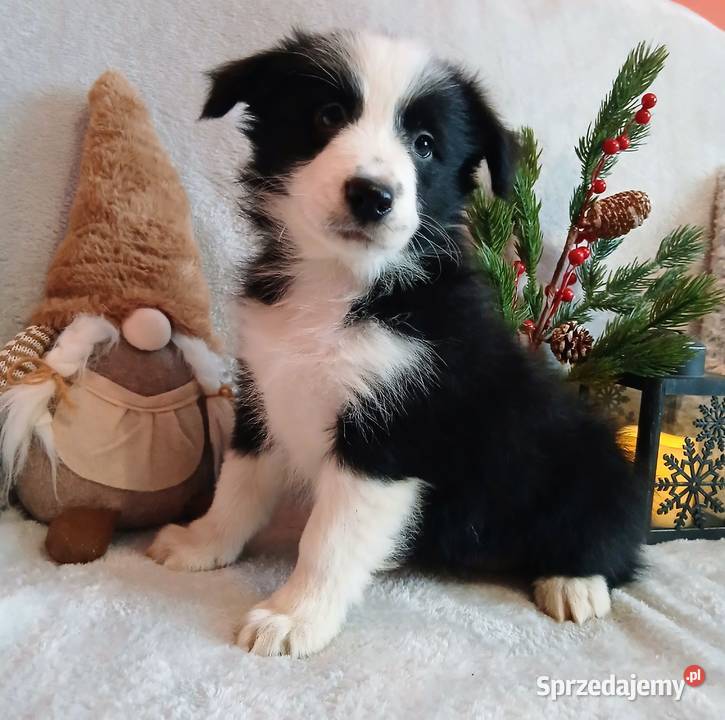 Border collie suczki kujawsko-pomorskie