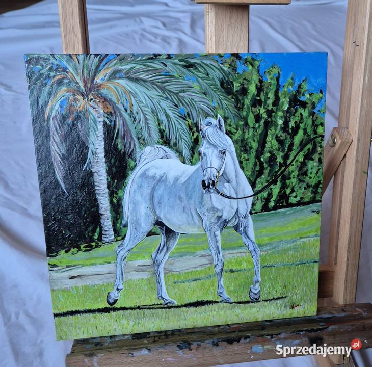 Obraz koń arabski araby konie stajnia klacz małopolskie Brzesko