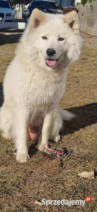 Samoyed przepiękne szczeniaki Pozostałe Odolanów sprzedam