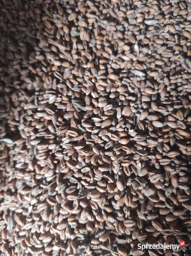 Sprzedam pszenicę ozimą kilka ton Nieskórz