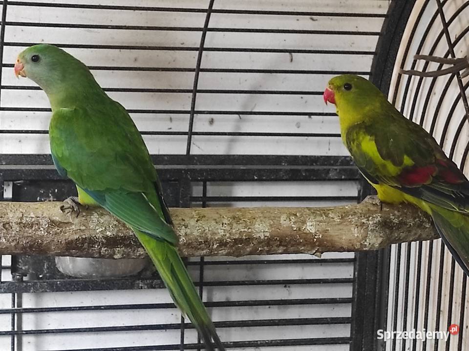 Papuga barabanda samica Ptaki Garwolin