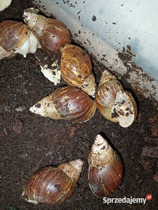 Lissachatina Fulica Albino Body Ślimak Przygłów