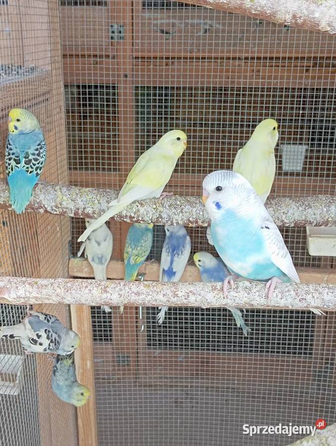 Papugi faliste papużki faliste piękne kolory podkarpackie Jasło sprzedam