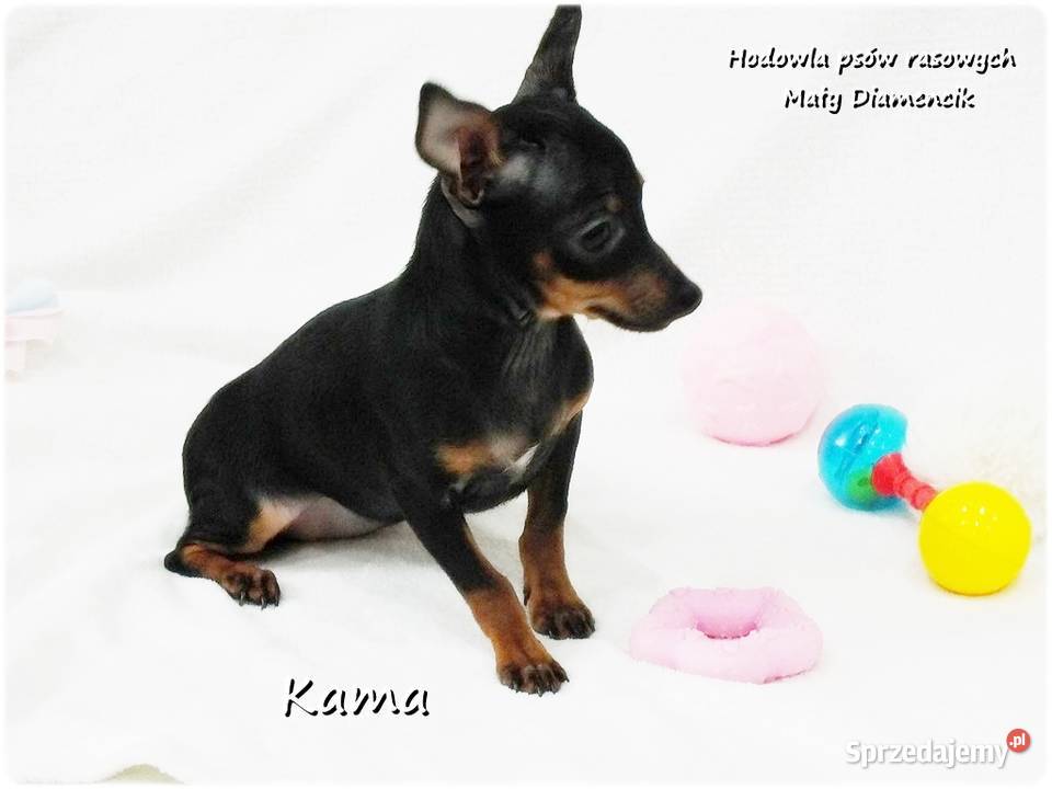 Pinczer miniaturowy Ratlerek Suczka KAMA z Pozostałe Żary sprzedam