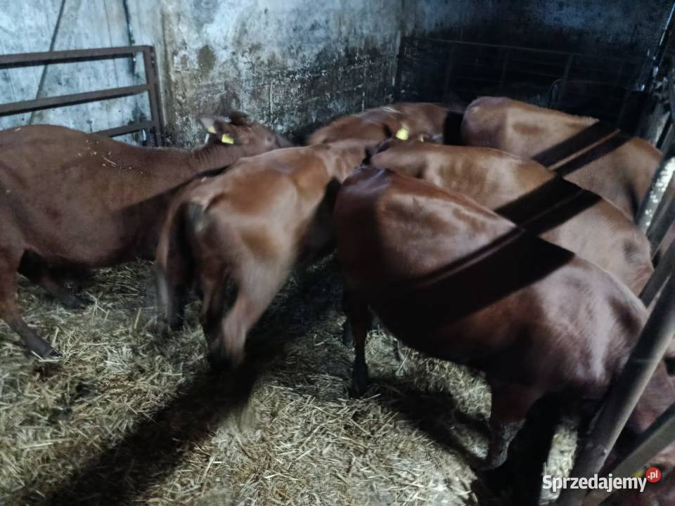 Sprzedam jałówki rp Suwałki
