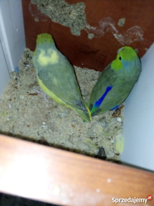 Papugi wróbliczki Goszczanowo