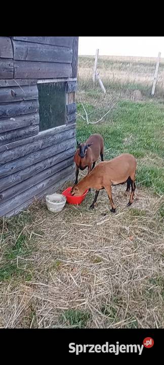Owieczki kameruńskie Gogołów