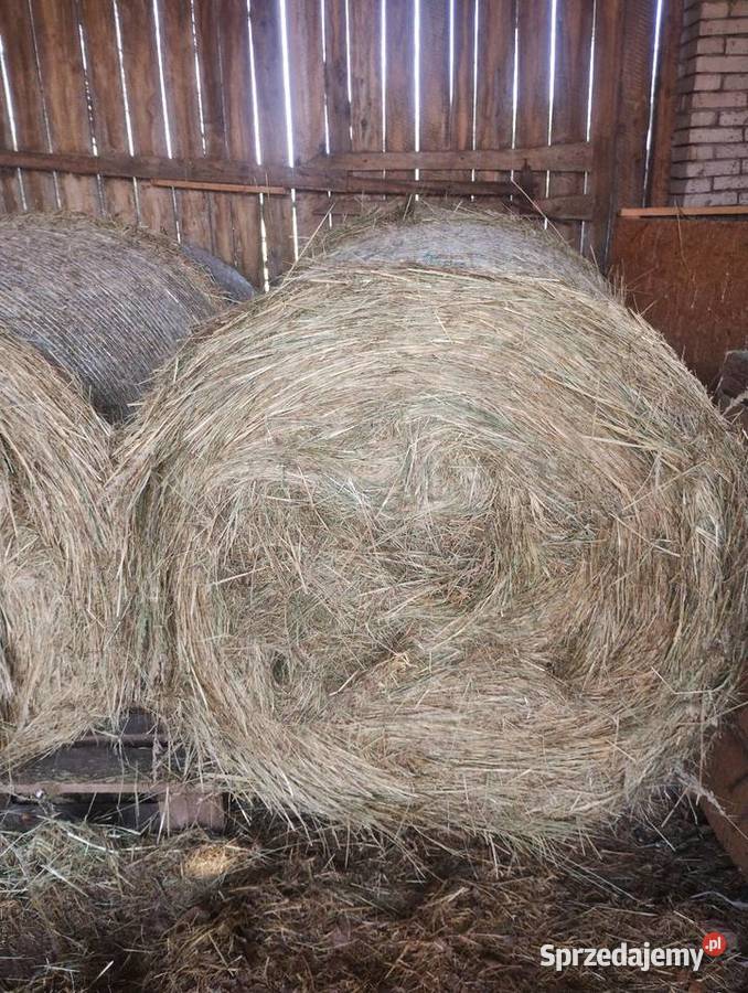 Sprzedam siano z tegorocznych pokosów Trawy, słoma Busko-Zdrój