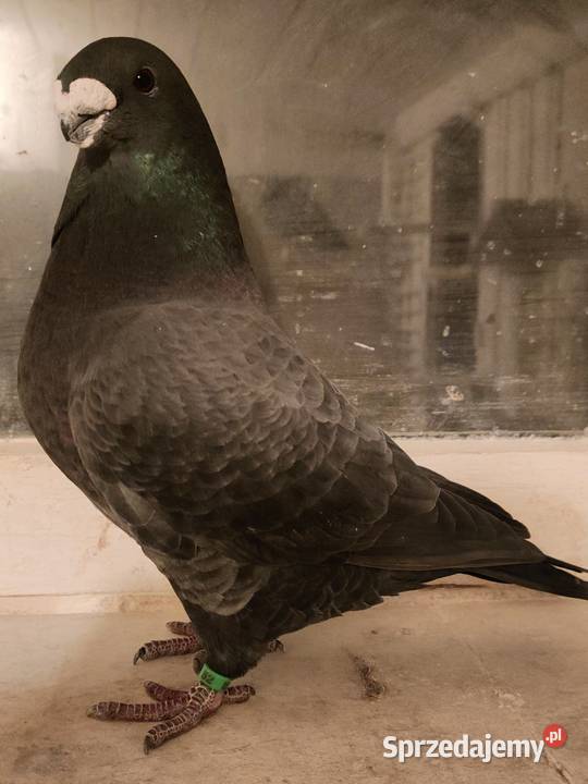 Gołębie ozdobne Show Racery Polkowice