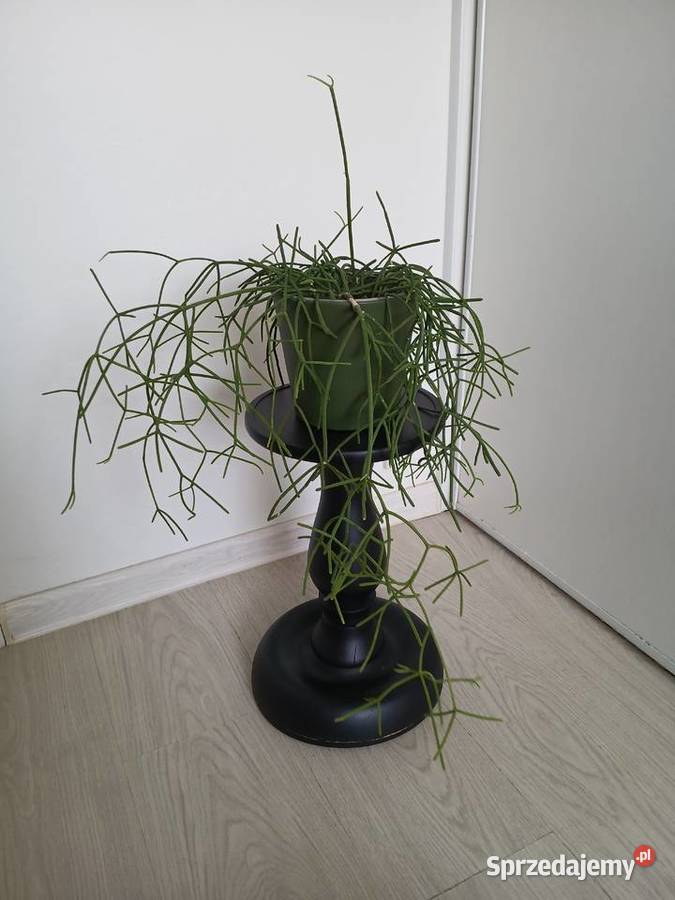 Rhipsalis baccifera patyczak duży wiszący sprzedam