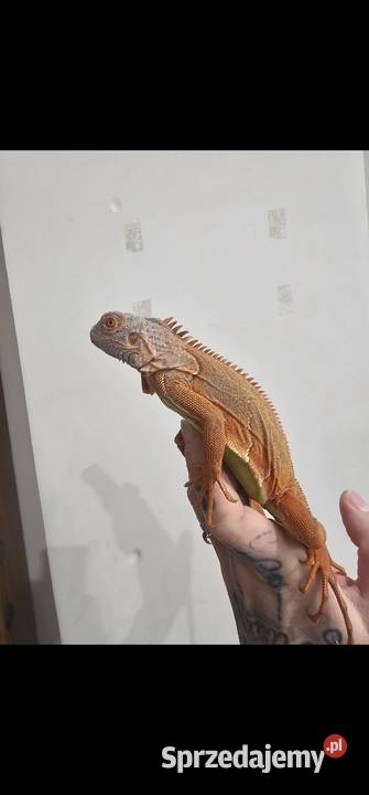 Legwan Orange Koszalin sprzedam