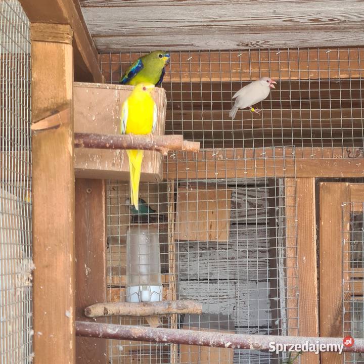 Nimfy faliste nierozlaczki wielkopolskie