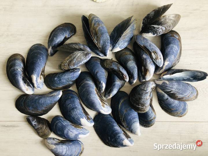Muszle muszelki muszla ozdobne egzotyczne odcienie błękitu Łódź