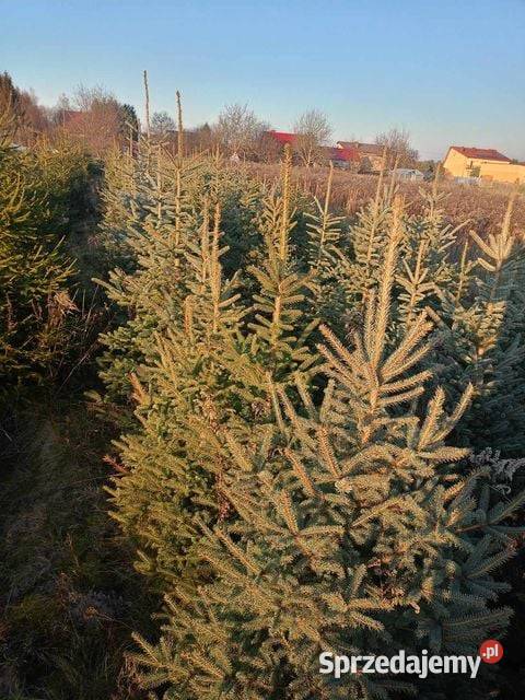 choinki świąteczne świerk srebrny zielony Michałów Rudnicki