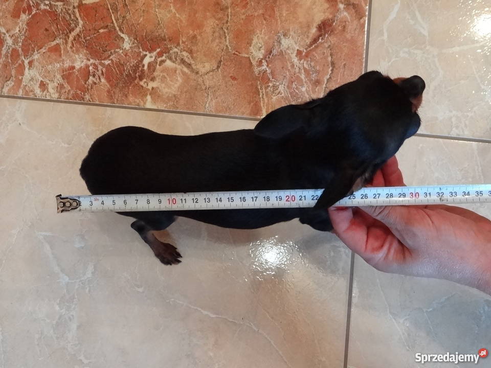 Ratlerek miniaturka krycie reproduktor oczekuje Wierzbica