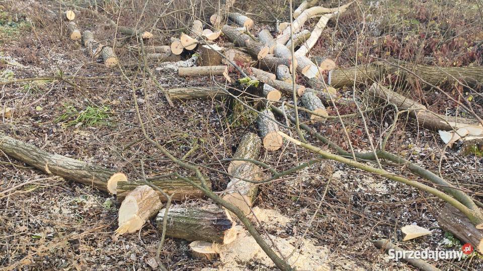 Drewno opałowe z akacji i wierzby Koszyce