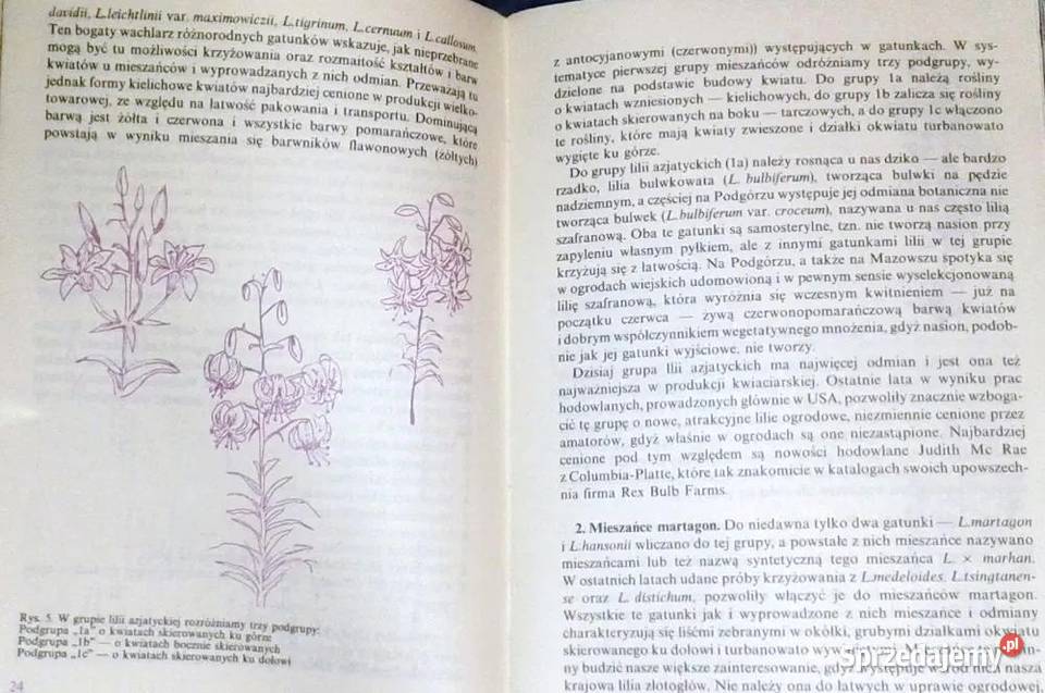 Lilia najpiękniejszy kwiat Kazimierz Mynett