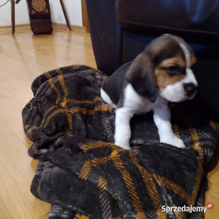 Sprzedam szczeniaka rasy Beagle Kutno