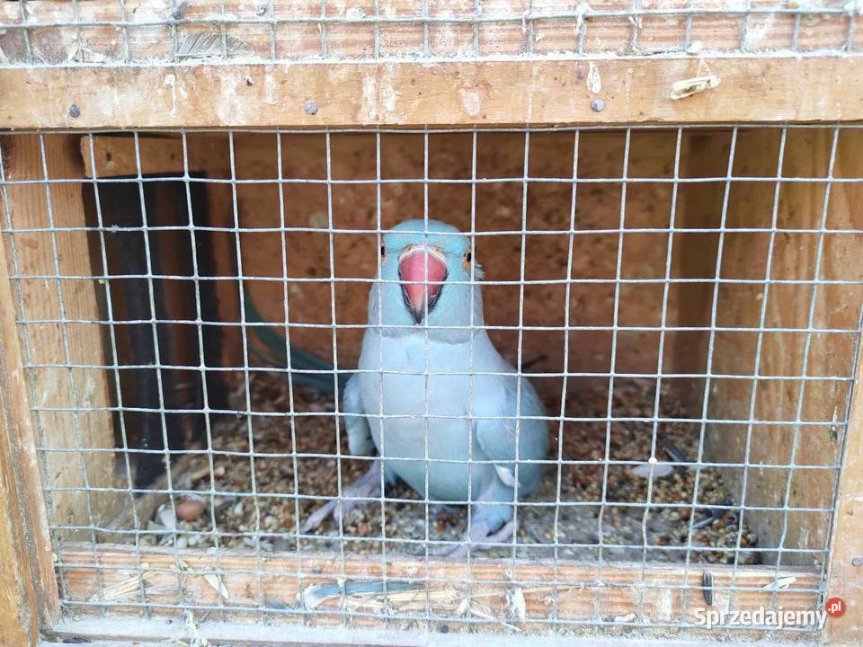 Papugi rozelle aleksandretty łódzkie Wola Mikorska