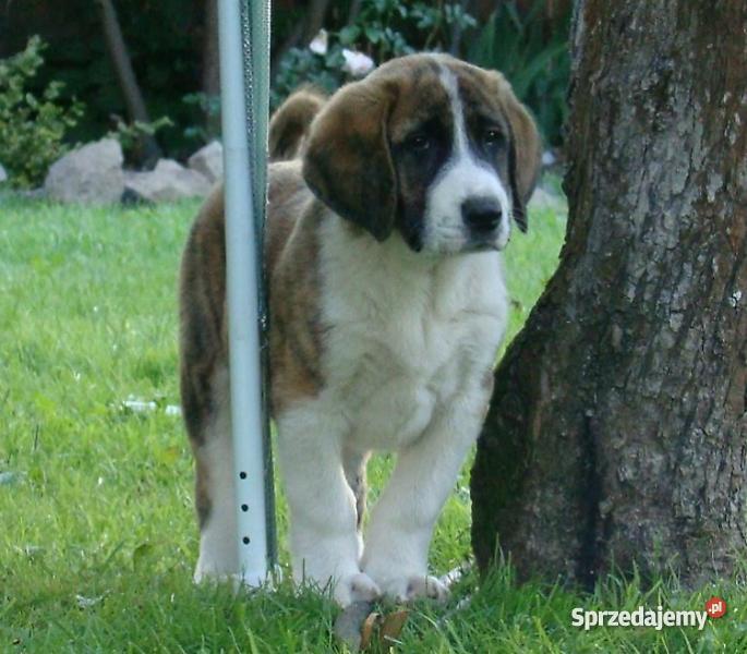 Owczarek środkowoazjatycki rodowodowe szczenięta Olecko sprzedam