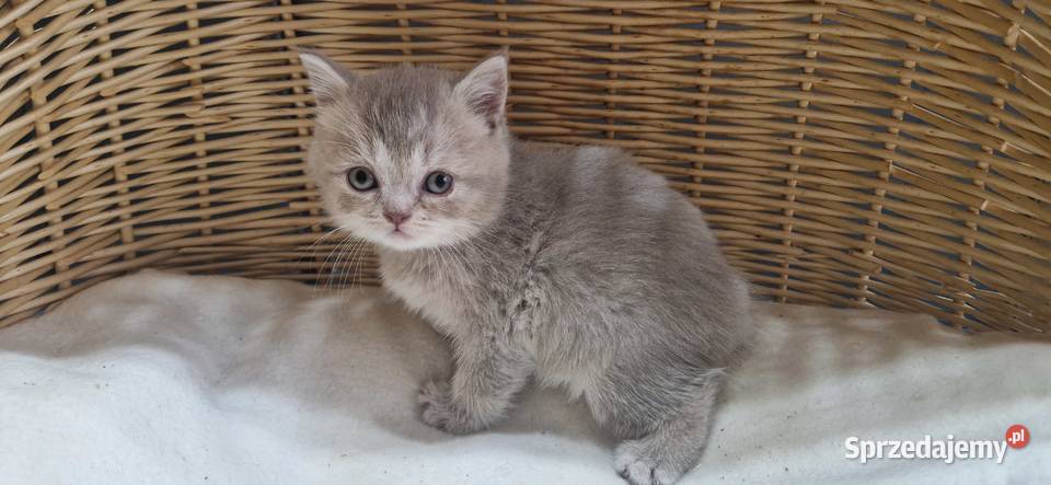 Kotka Szkocka liliowa pręgowana śląskie