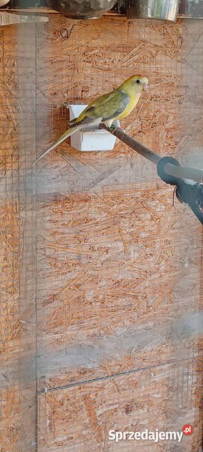 Świrgotka Piaseczno