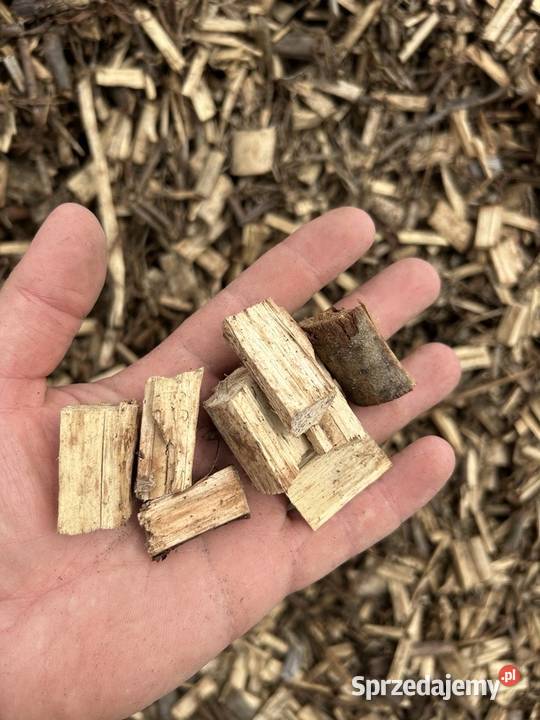 Zrębka wierzby energetycznej