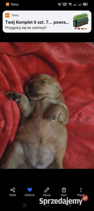 Suczka 100linia amerykańska Golden retriever Katowice