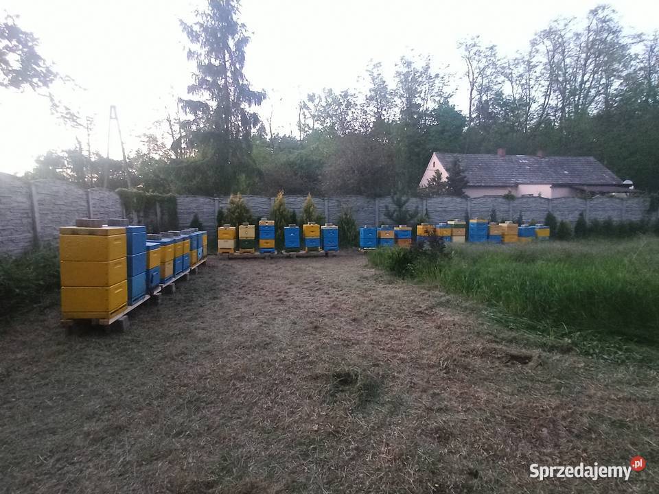 Miód kremowany z własnej pasieki Sieradz