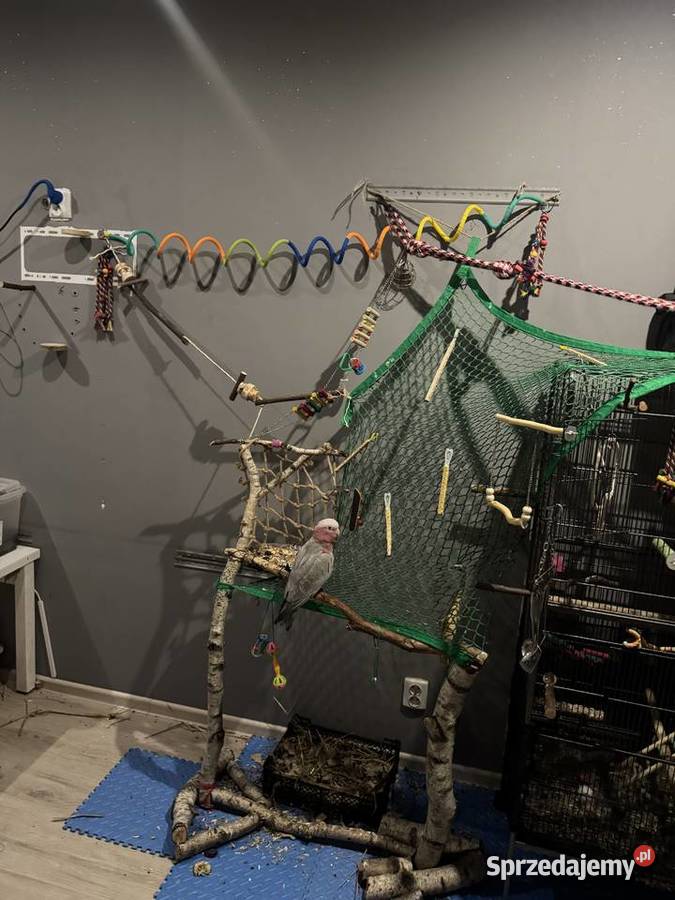 Papuga kakadu różowa