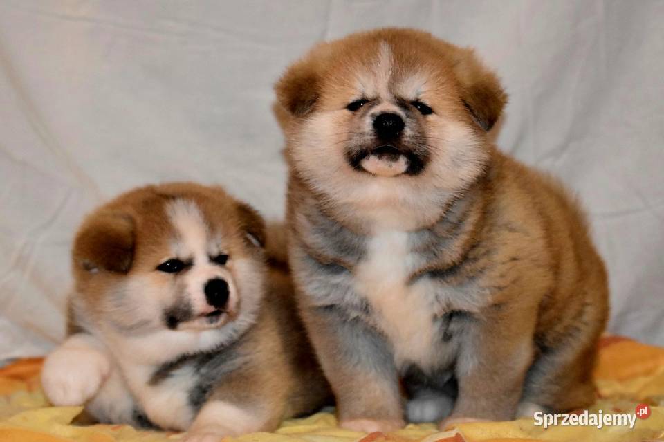 Akita Japonska czerwona suczka