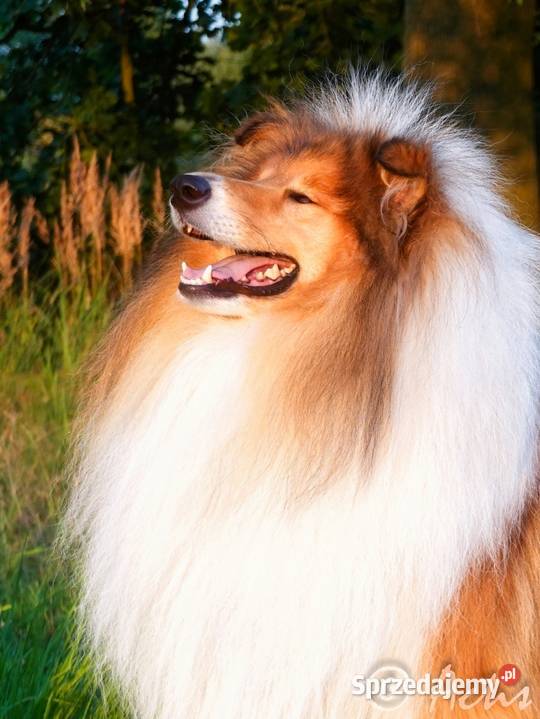 COLLIE Owczarek Szkocki długowłosy szczeniaki Owczarek sprzedam