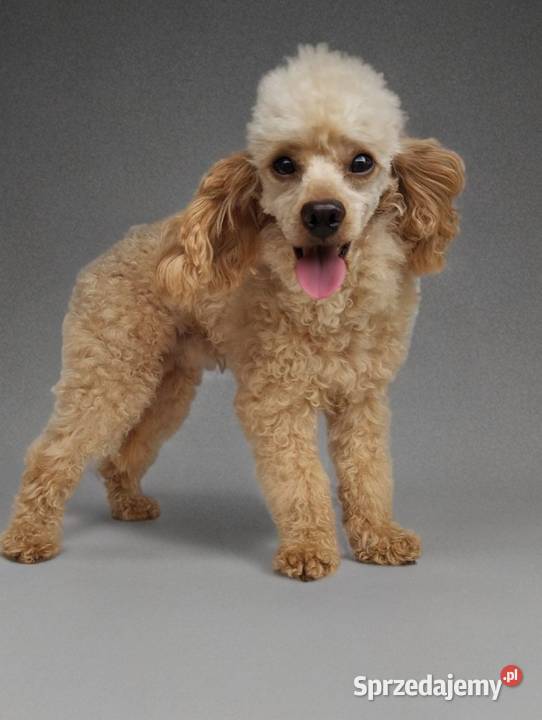 Maltipoo f1b szczeniaki Pozostałe Krapkowice sprzedam