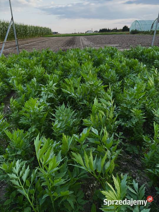 Sprzedam LUBCZYK Duża ilość na pęczki kilogramy Pozostałe Będków