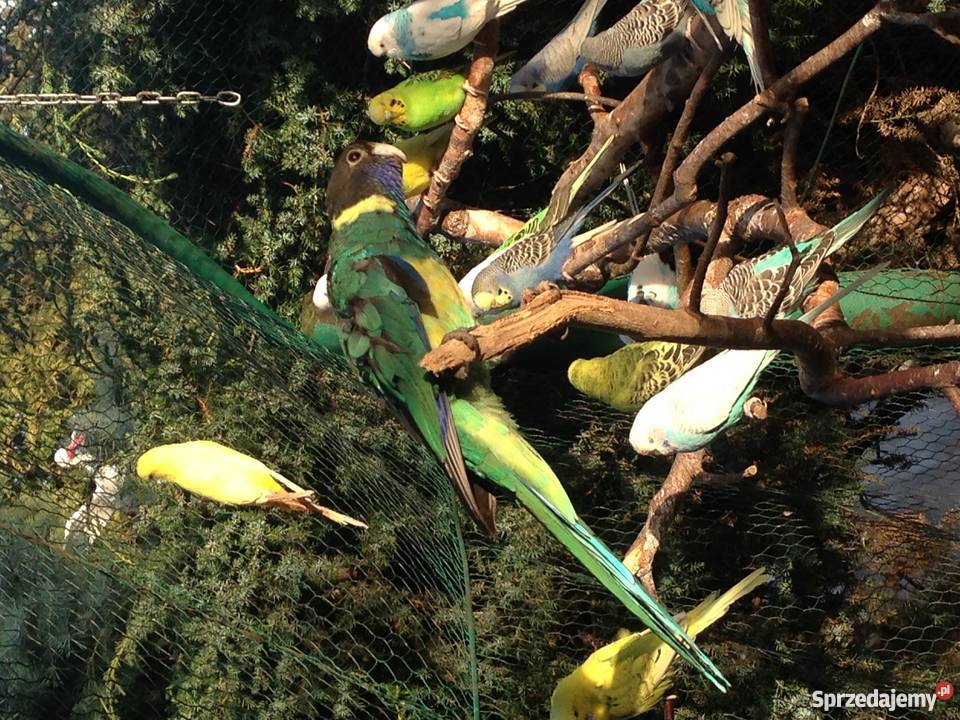 Kragen Bernard Wawrzeńczyce