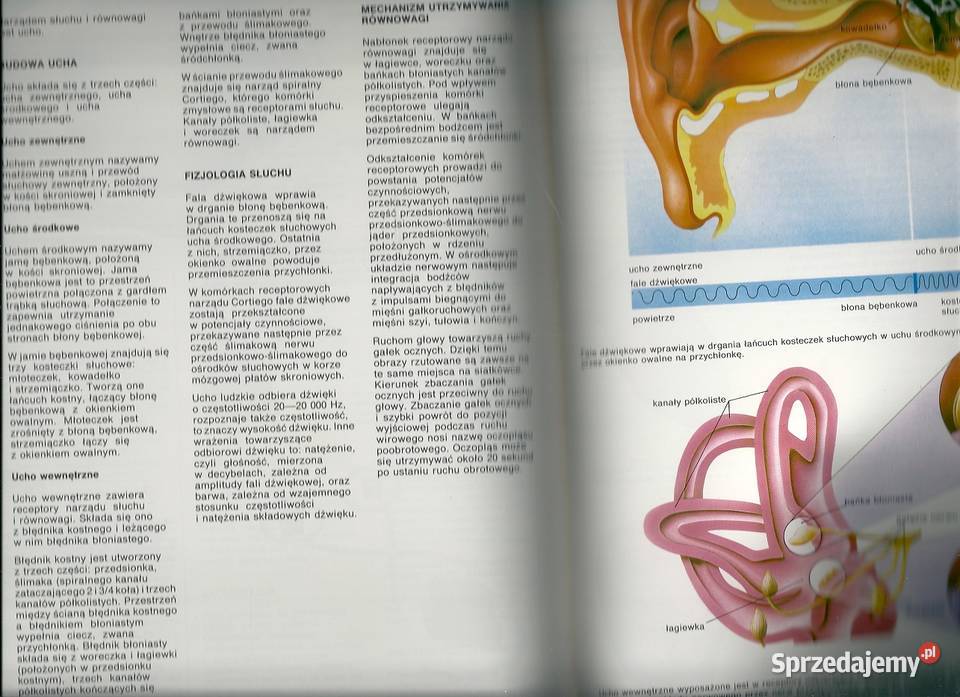 Atlas fizjologii atlas medycyna fizjologia Łódź