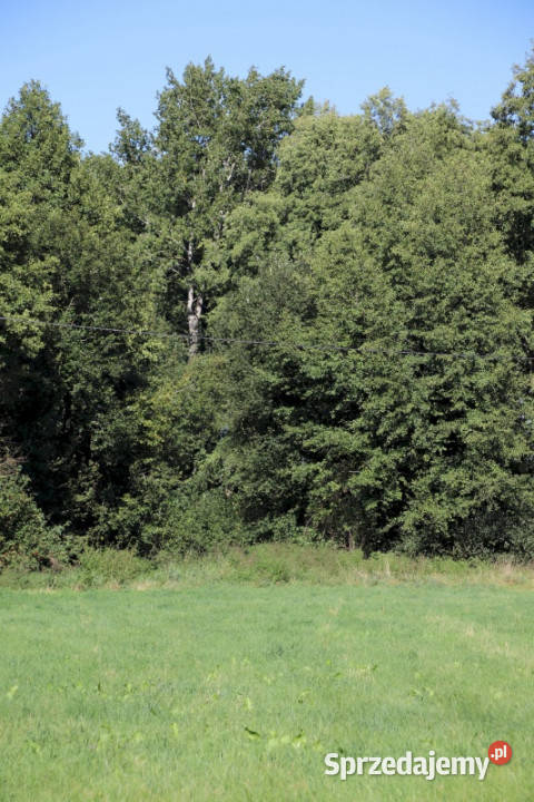 Działka budowlana pod lasem w malowniczej