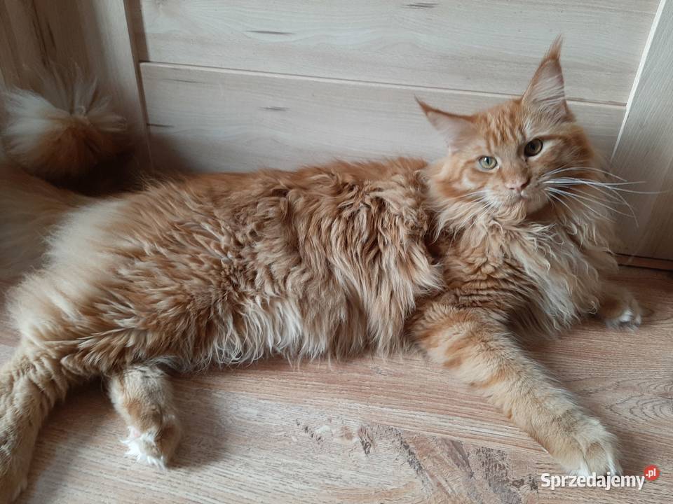 Maine Coon 8 miesieczne rodzenstwo szuka domku małopolskie Kraków