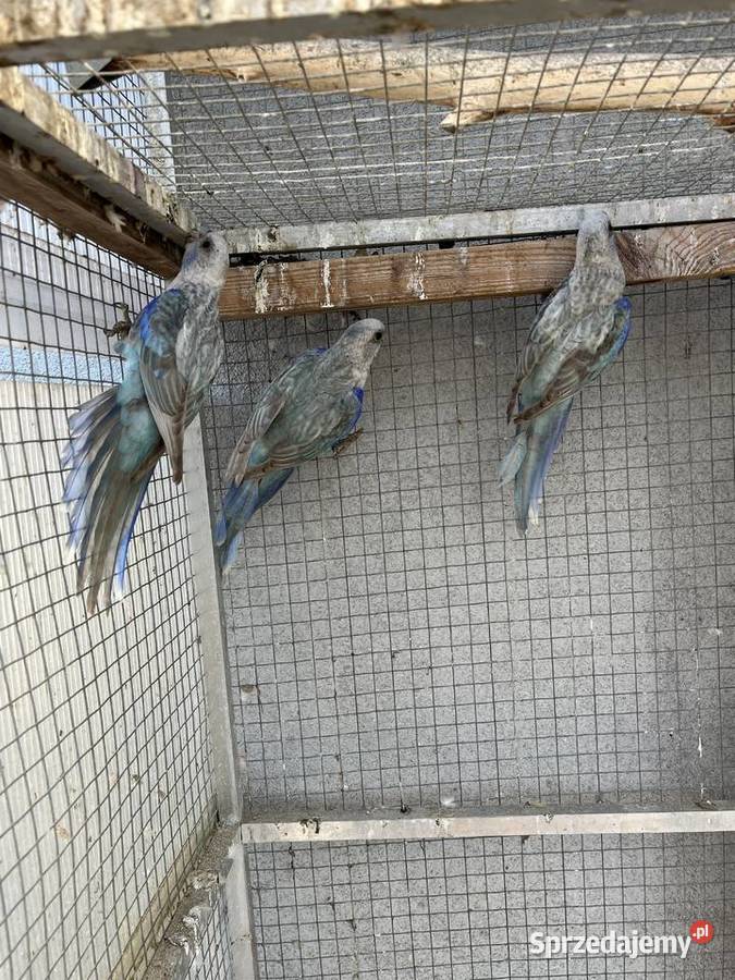 Rozelle białolice Sośnicowice