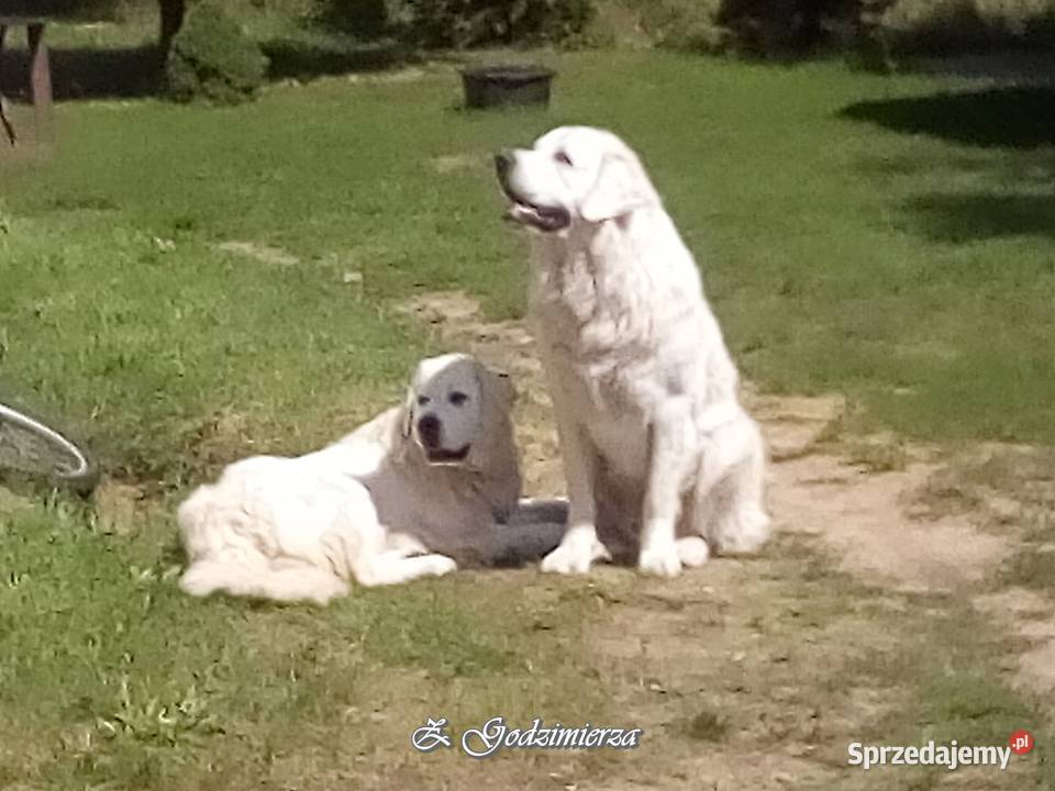 Owczarki podhalańskie owczarek podhalański Godzimierz