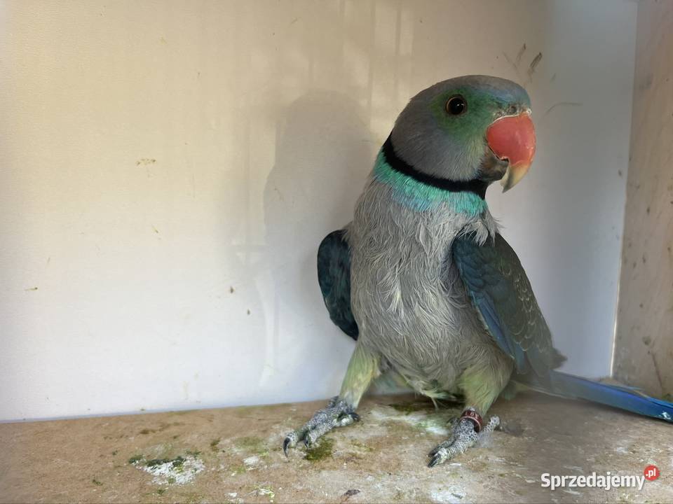 Aleksandretta sprzedam