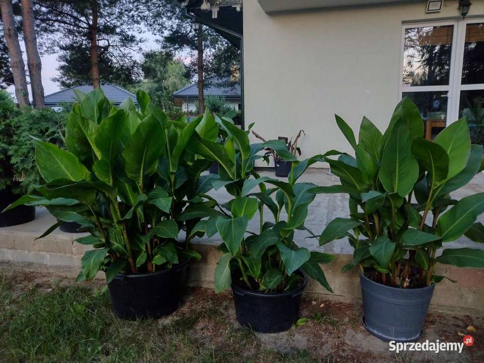 Kanny czerwone Komornica