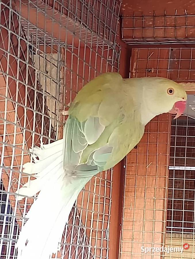 Aleksandretta GO dolnośląskie